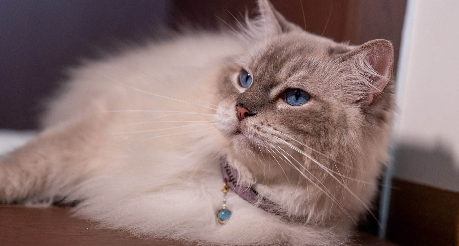 A quiet window, a familiar hand and a cat free to move