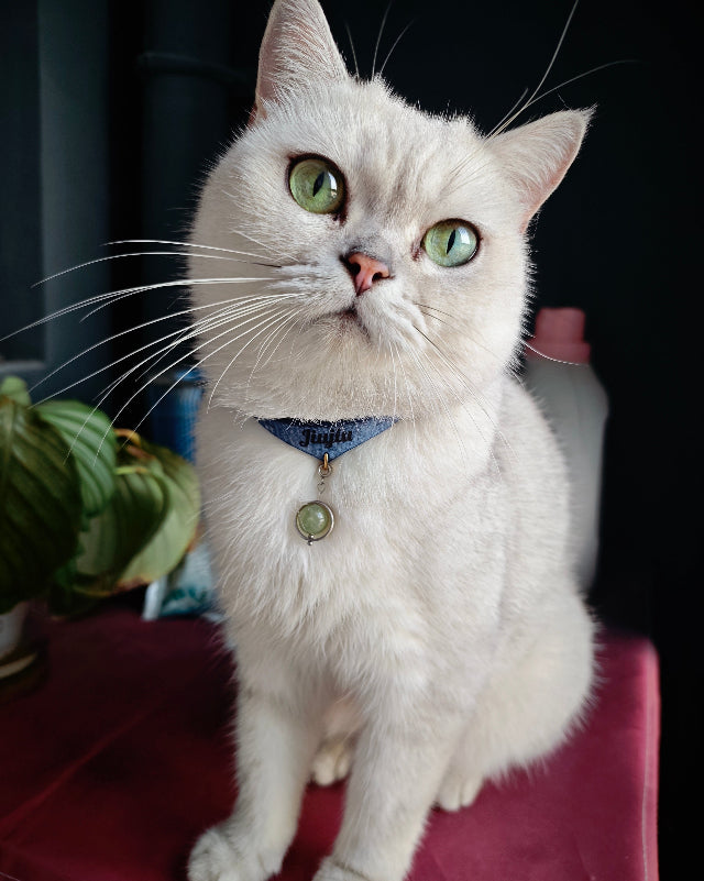 A cat from an early Amulcat family