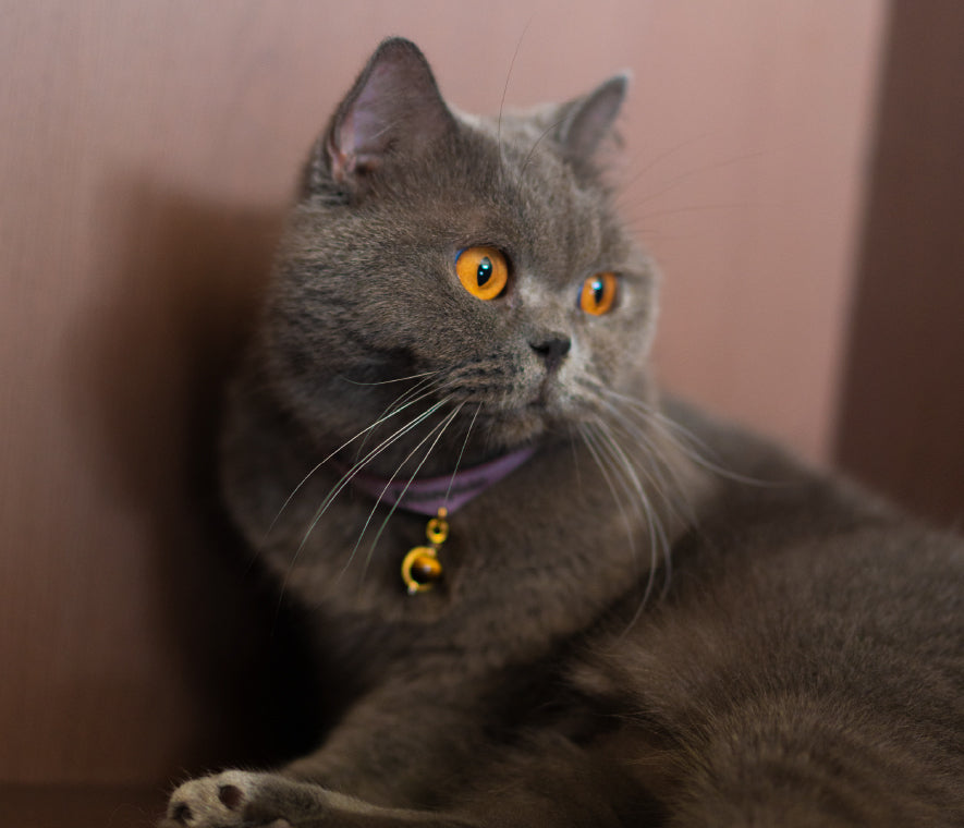 Tiger's eye SECOND ONLY charm