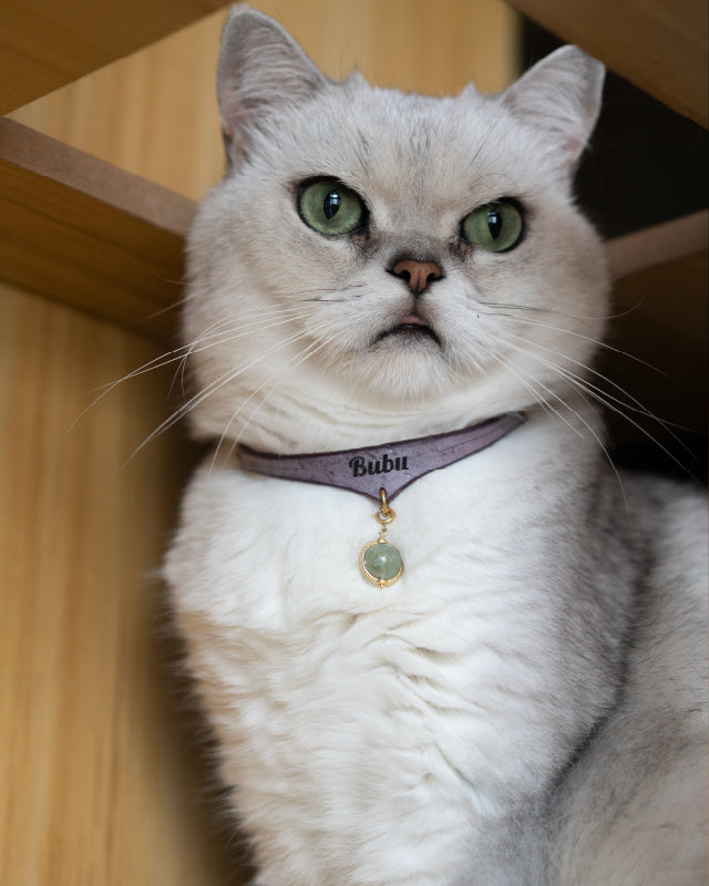 A quiet everyday moment with a cat
