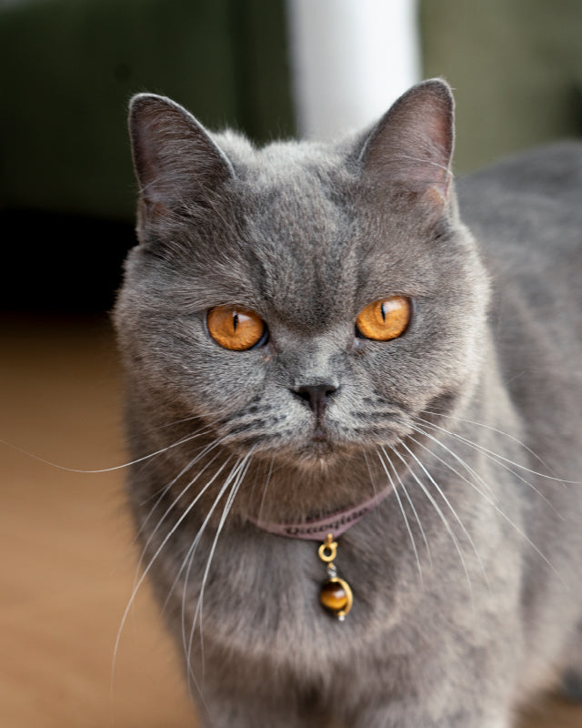 A cat from an early Amulcat family