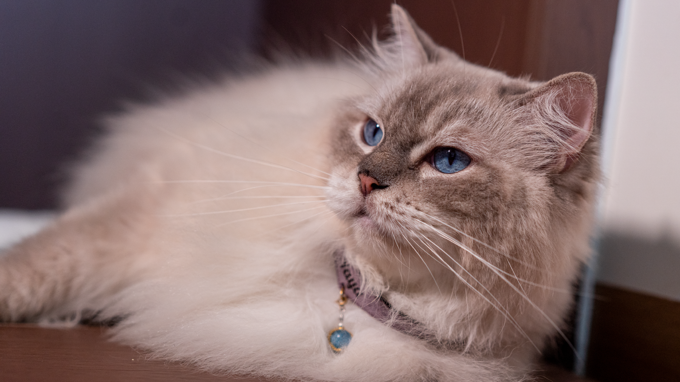 A cat resting beside their person in a softly lit home
