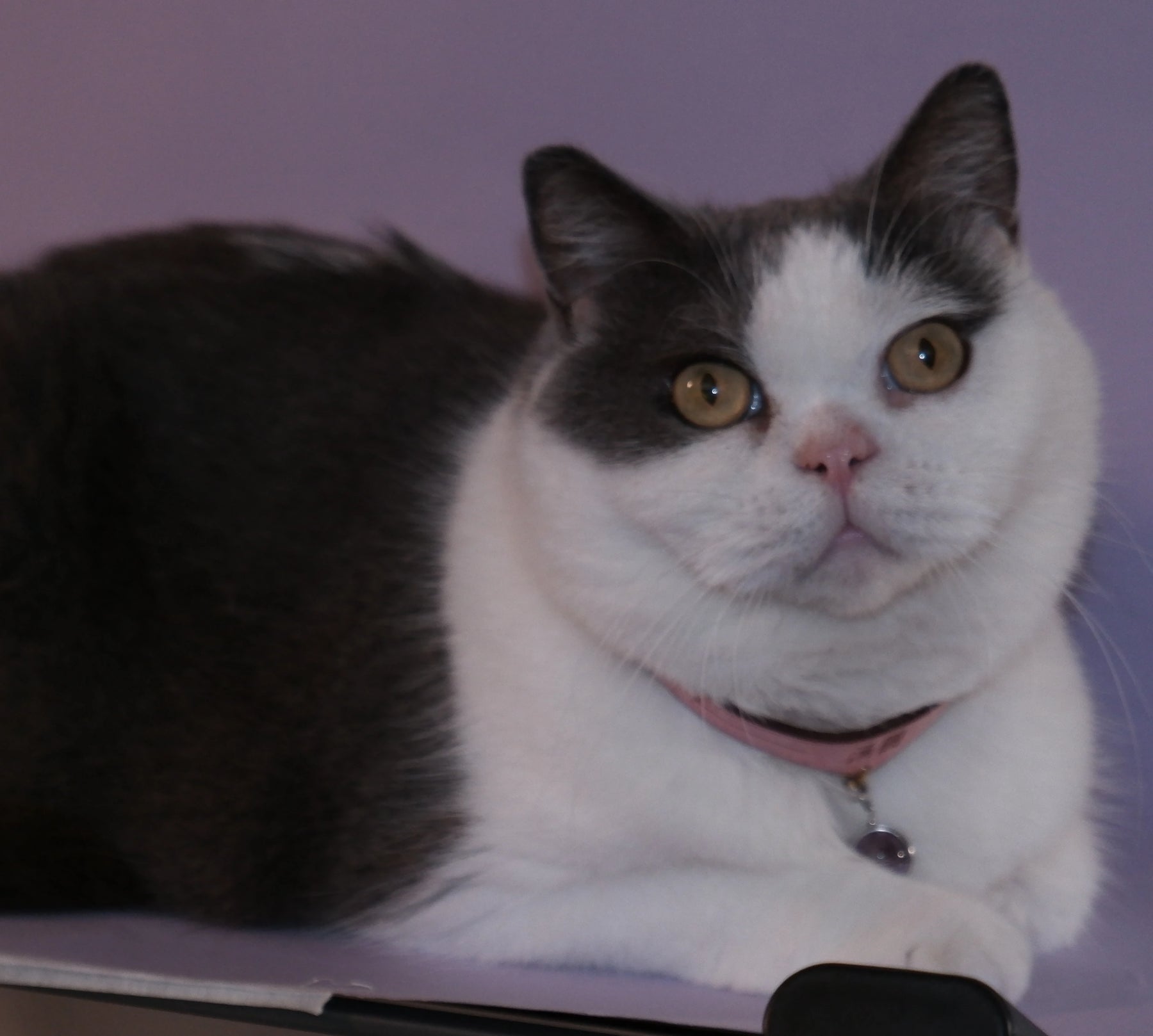 Amulcat Necklet set
