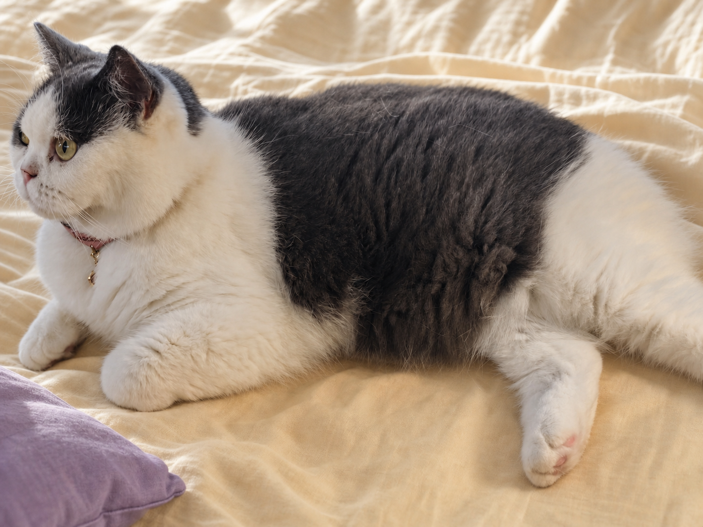 A relaxed cat wearing an Amulcat Necklet while being gently stroked