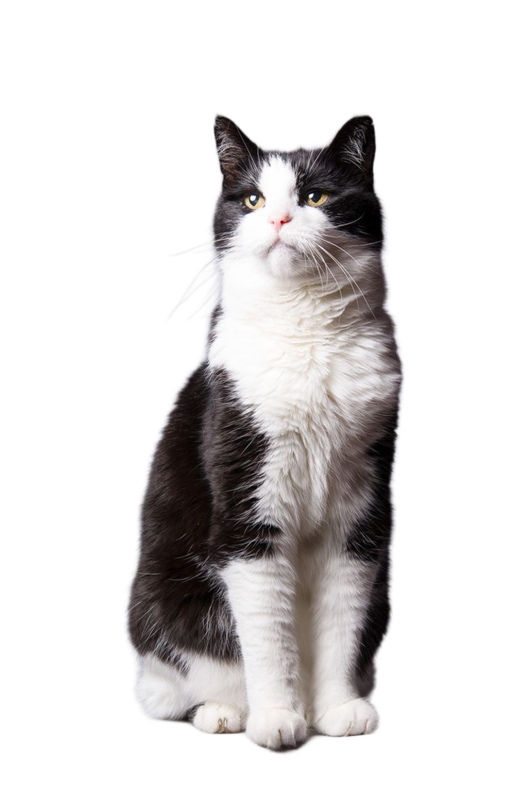 Soul Cat