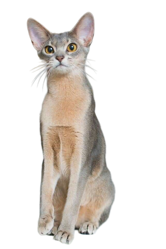Soul Cat