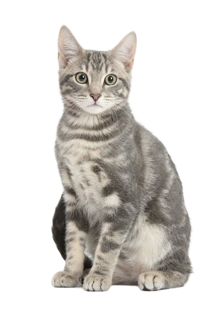 Soul Cat