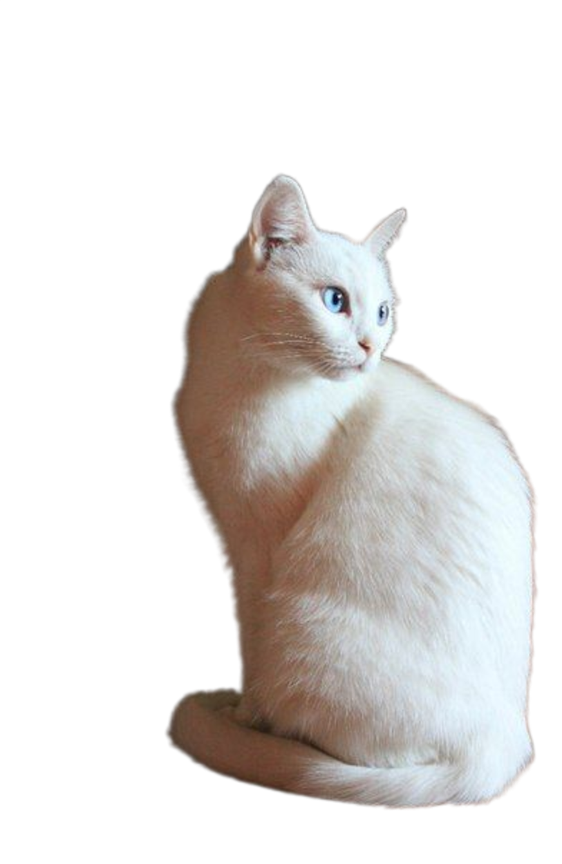 Soul Cat